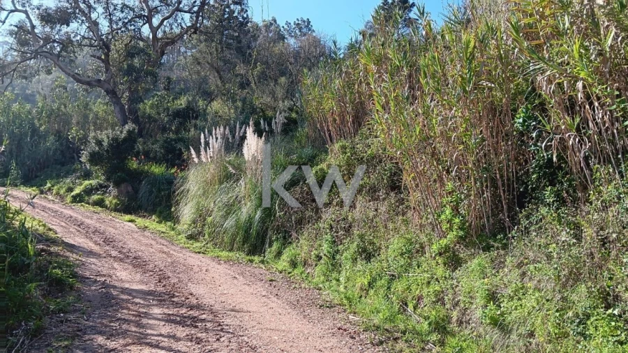 Terreno para Venda em Santo Isidoro Foto 6