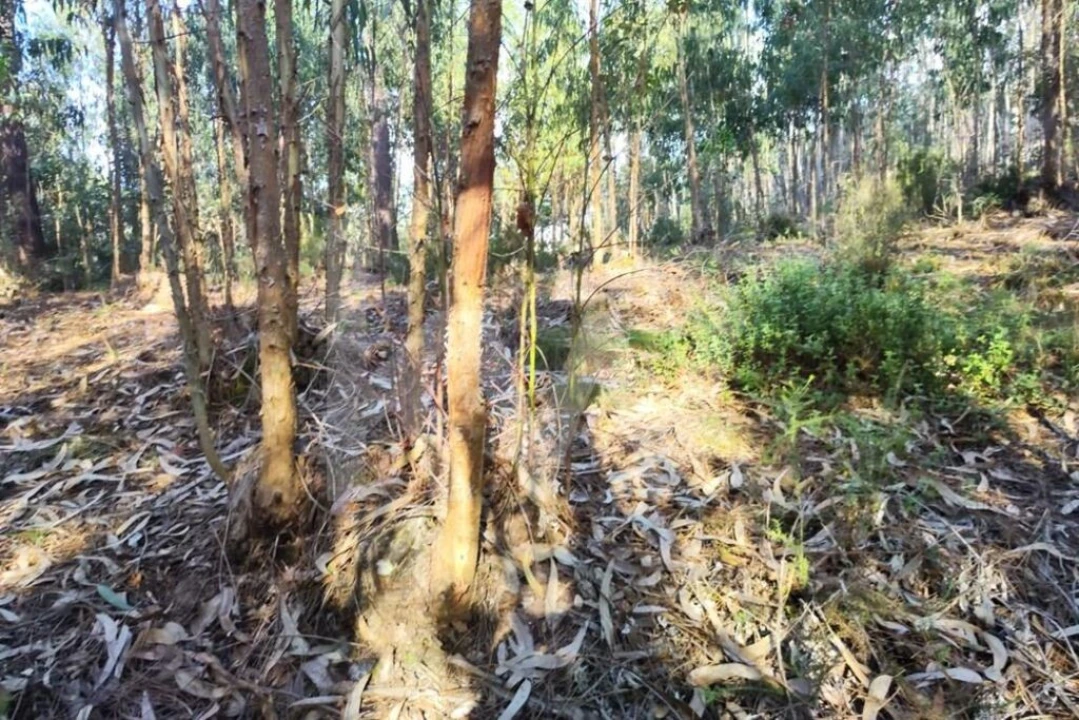 Terreno para Venda em Mafra Foto 10