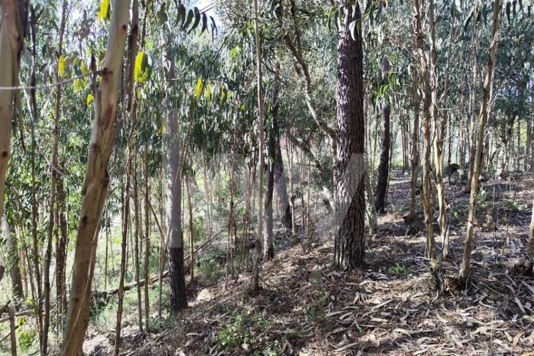 Terreno para Venda em Mafra Foto 11