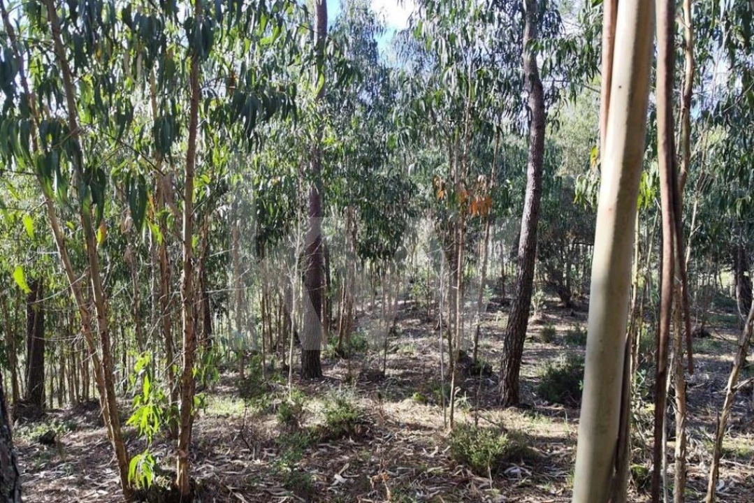 Terreno para Venda em Mafra Foto 13
