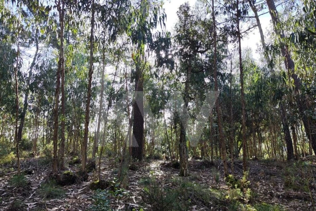 Terreno para Venda em Mafra Foto 15