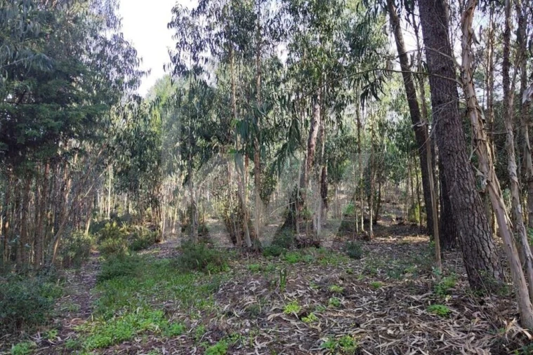 Terreno para Venda em Mafra Foto 7