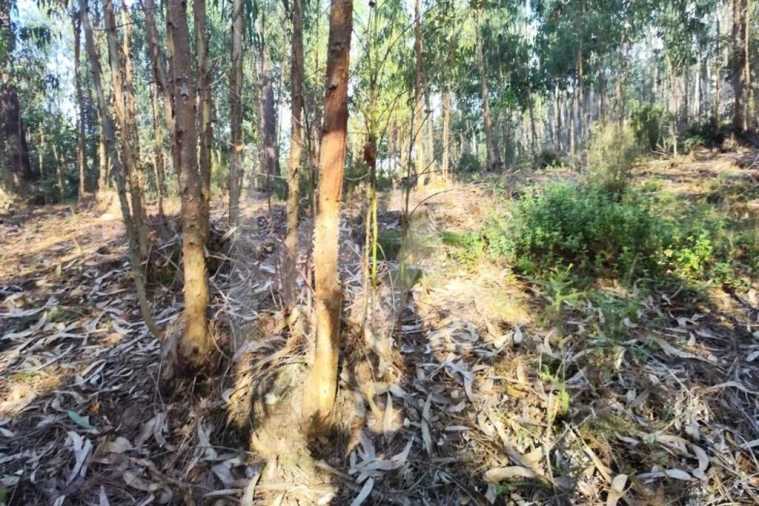 Terreno para Venda em Mafra Foto 10