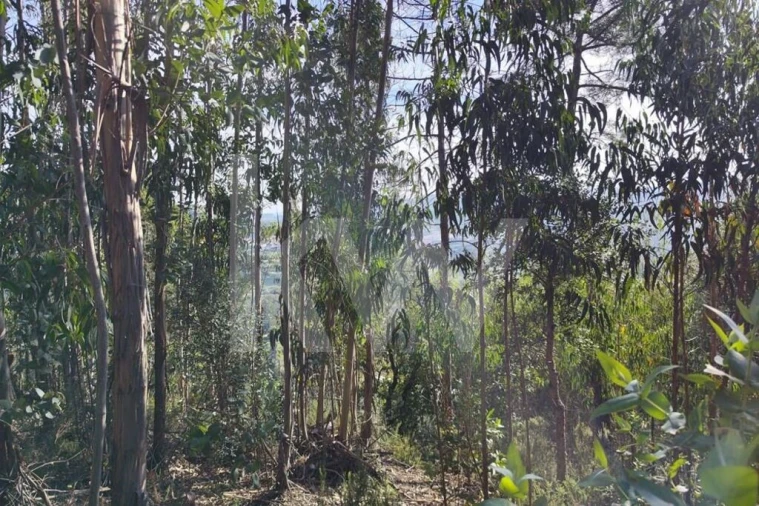 Terreno para Venda em Mafra Foto 12