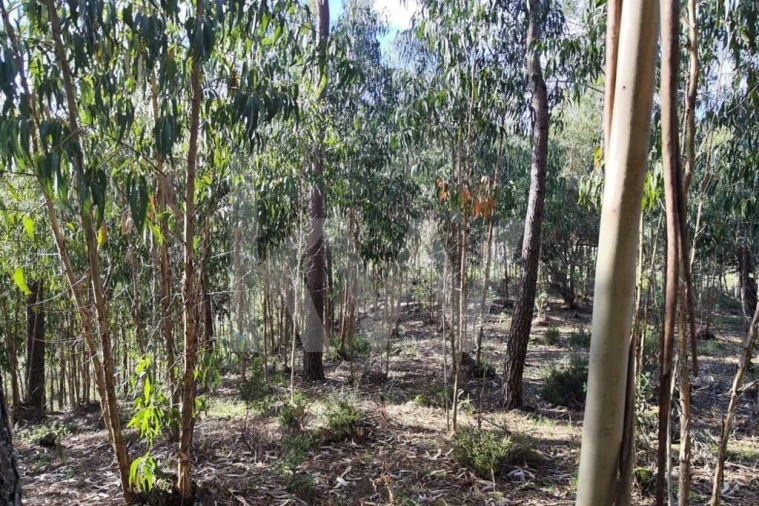 Terreno para Venda em Mafra Foto 13