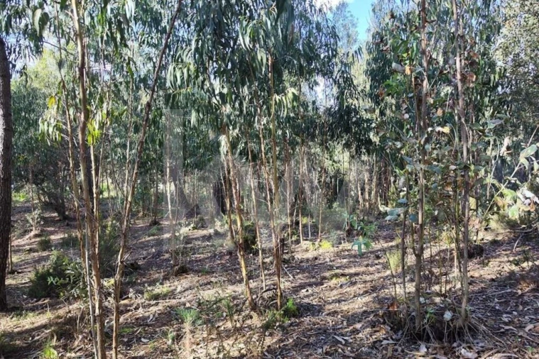 Terreno para Venda em Mafra Foto 14