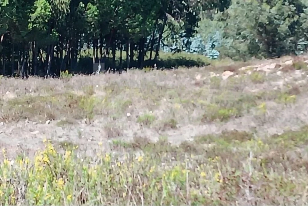 Terreno para Venda em Ramalhal Foto 6