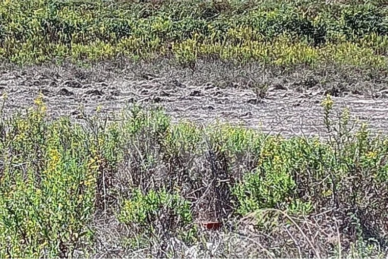 Terreno para Venda em Ramalhal Foto 4