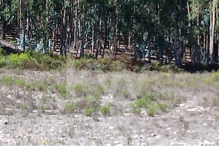 Terreno para Venda em Ramalhal Foto 8