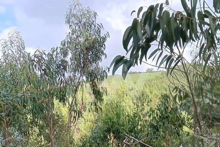 Terreno para Venda em Malveira e São Miguel de Alcainça Foto 6