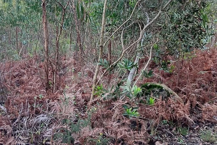 Terreno para Venda em Malveira e São Miguel de Alcainça Foto 10