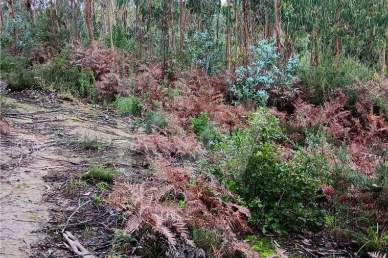 Terreno para Venda em Malveira e São Miguel de Alcainça Foto 12