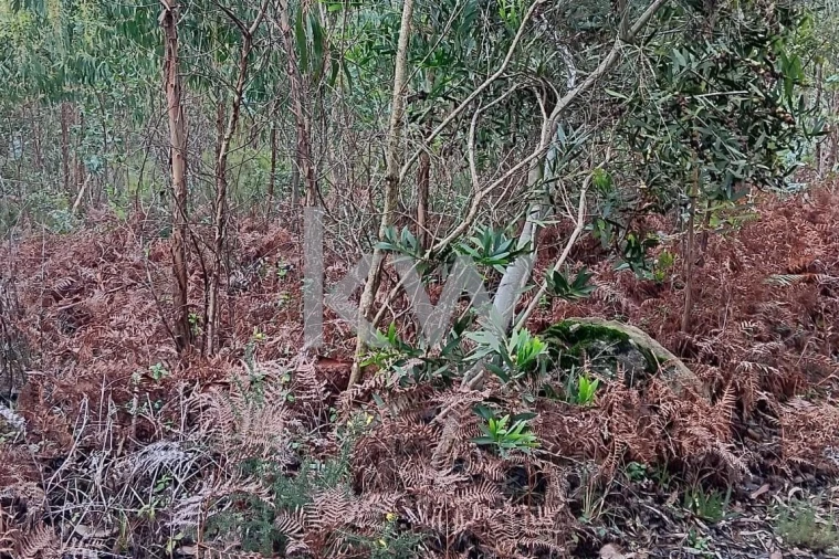 Terreno para Venda em Malveira e São Miguel de Alcainça Foto 19