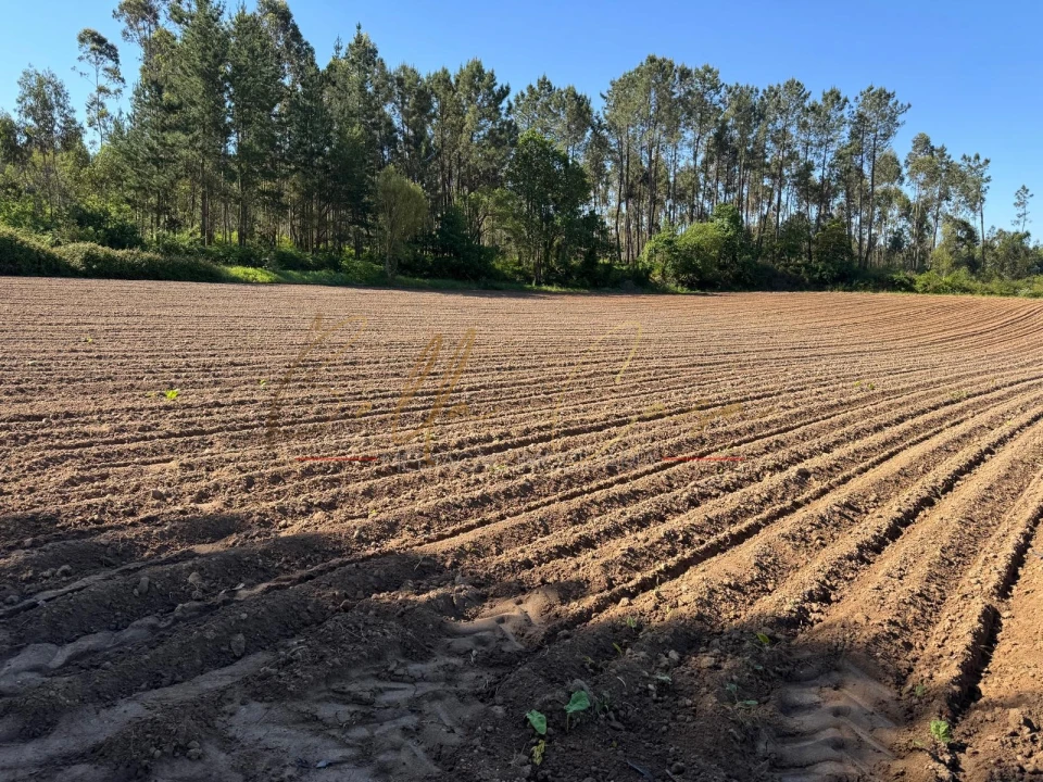 Terreno Agricola ou Rústico para Venda em Oliveira do Bairro Foto 5