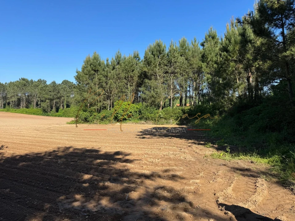 Terreno Agricola ou Rústico para Venda em Oliveira do Bairro Foto 10