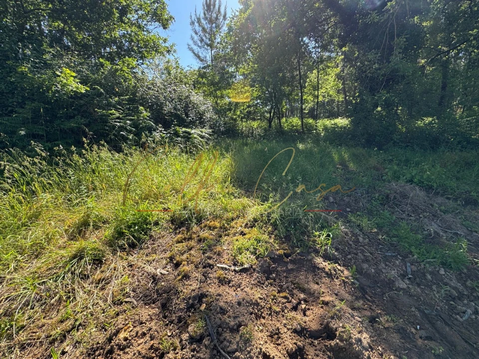 Terreno Agricola ou Rústico para Venda em Oliveira do Bairro Foto 11