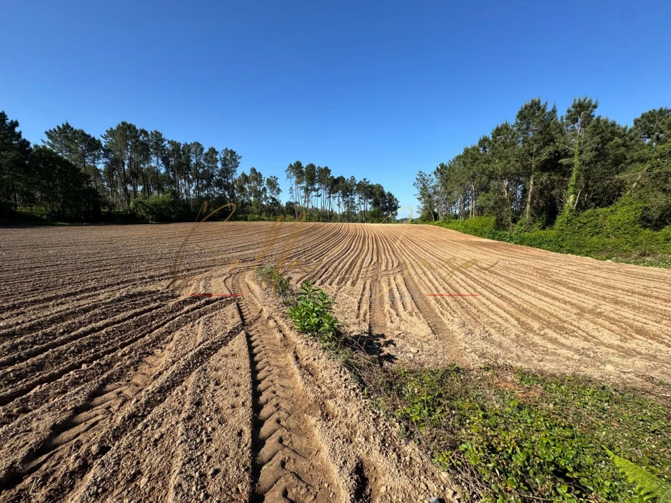 Terreno Agricola ou Rústico para Venda em Oliveira do Bairro Foto 2
