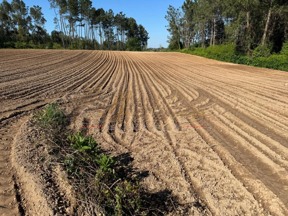 Terreno Agricola ou Rústico para Venda em Oliveira do Bairro Foto 4