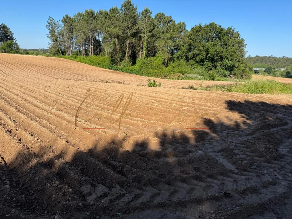 Terreno Agricola ou Rústico para Venda em Oliveira do Bairro Foto 8