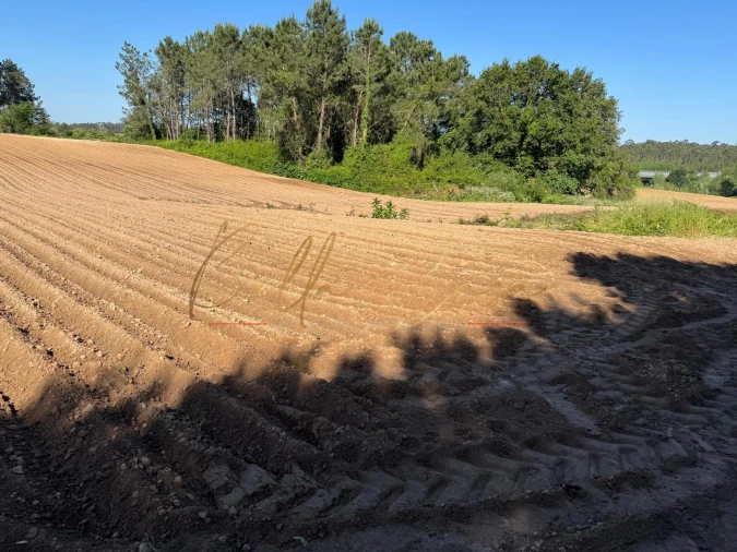 Terreno Agricola ou Rústico para Venda em Oliveira do Bairro Foto 8