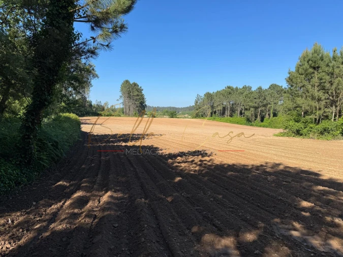 Terreno Agricola ou Rústico para Venda em Oliveira do Bairro Foto 12