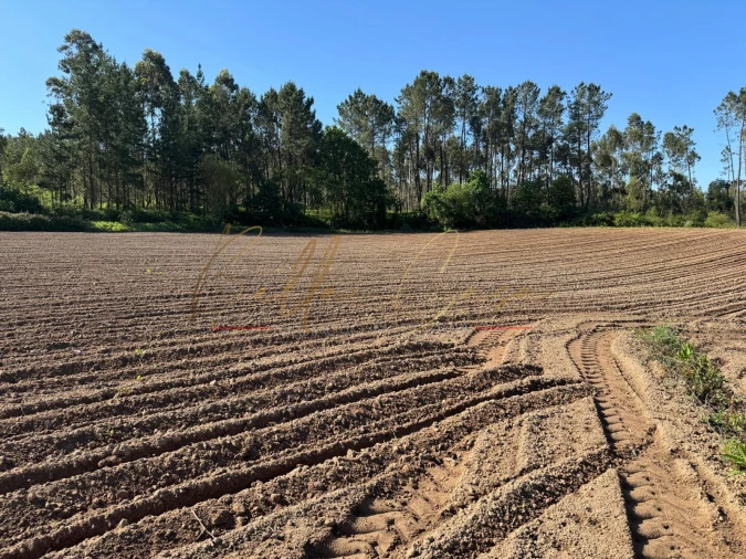 Terreno Agricola ou Rústico para Venda em Oliveira do Bairro Foto 6