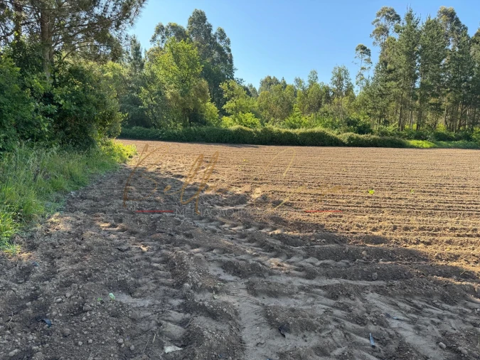 Terreno Agricola ou Rústico para Venda em Oliveira do Bairro Foto 7