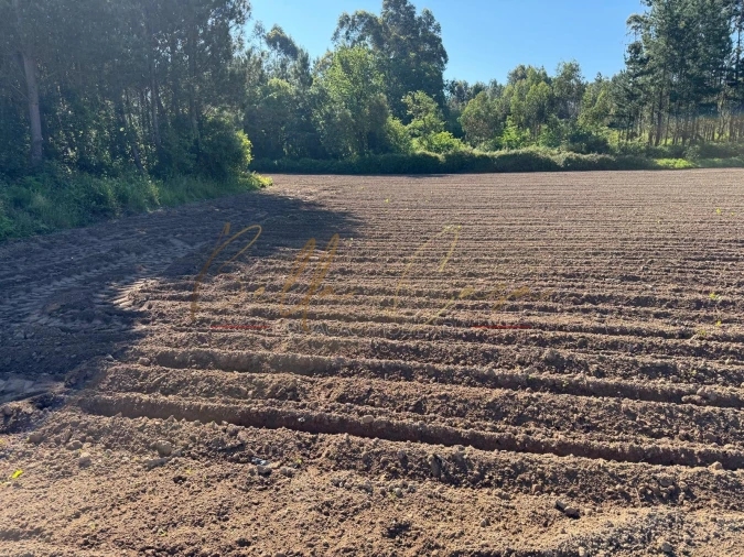 Terreno Agricola ou Rústico para Venda em Oliveira do Bairro Foto 3