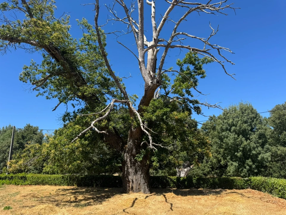Terreno Agricola ou Rústico para Venda em Panoias de Cima Foto 33