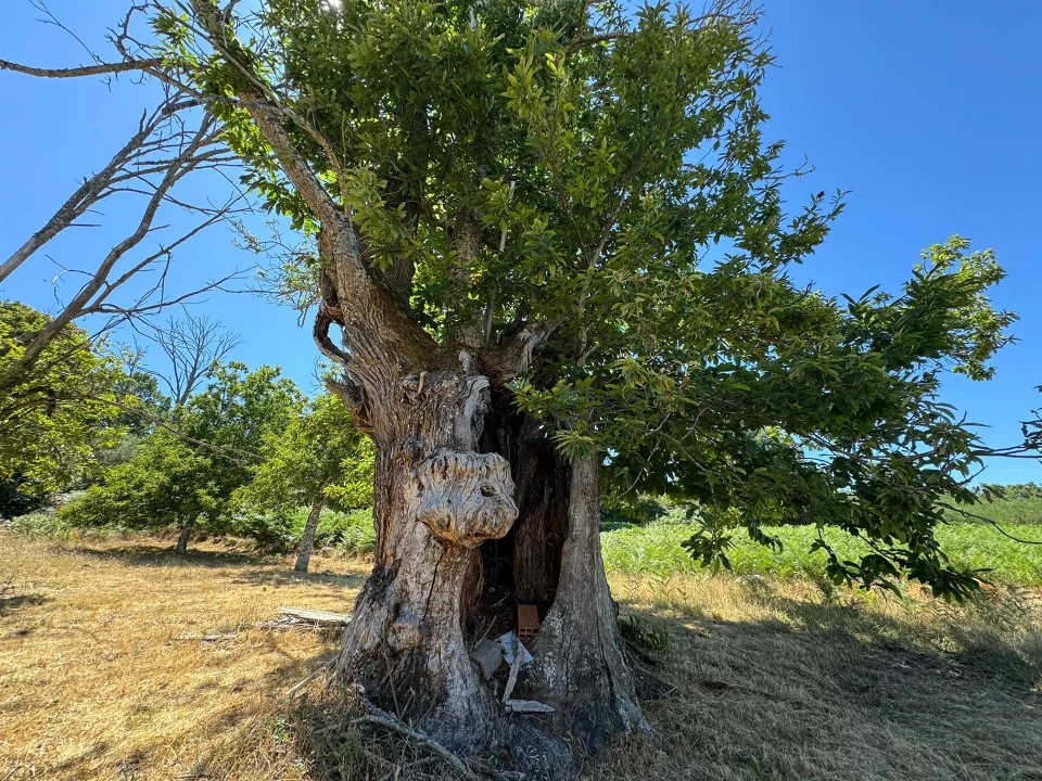 Terreno Agricola ou Rústico para Venda em Panoias de Cima Foto 31