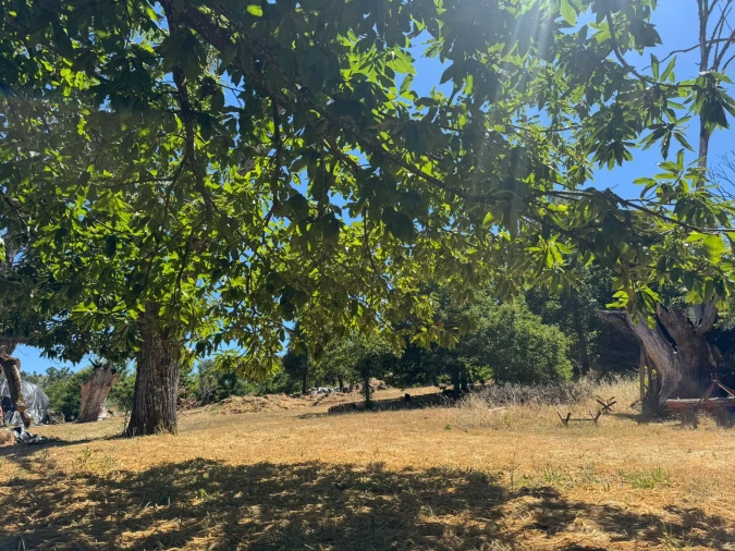 Terreno Agricola ou Rústico para Venda em Panoias de Cima Foto 32
