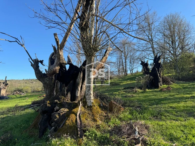 Terreno Agricola ou Rústico para Venda em Panoias de Cima Foto 17