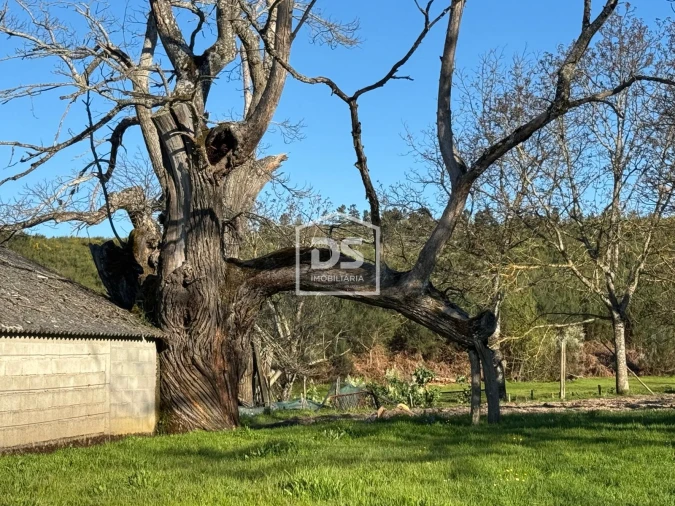 Terreno Agricola ou Rústico para Venda em Panoias de Cima Foto 16