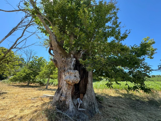 Terreno Agricola ou Rústico para Venda em Panoias de Cima Foto 31