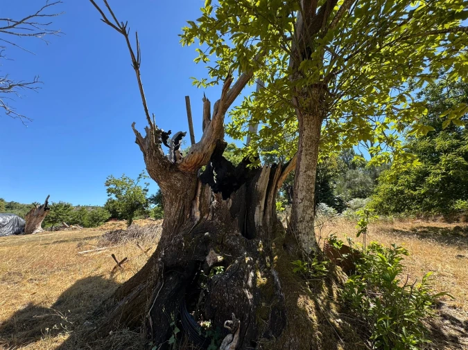 Terreno Agricola ou Rústico para Venda em Panoias de Cima Foto 36