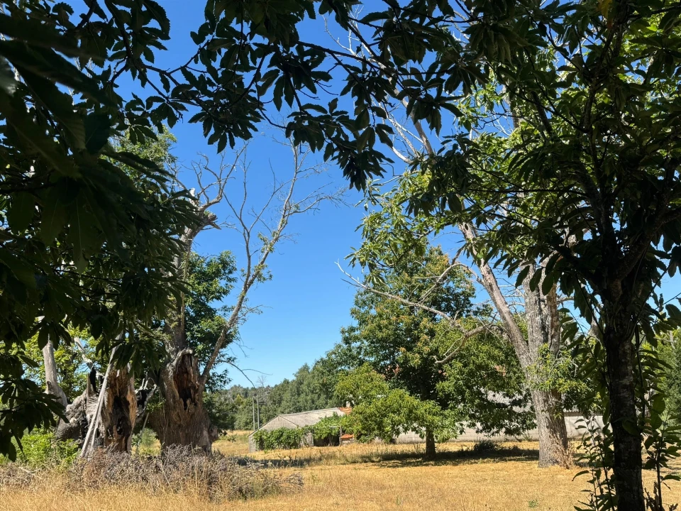 Terreno Agricola ou Rústico para Venda em Panoias de Cima Foto 37