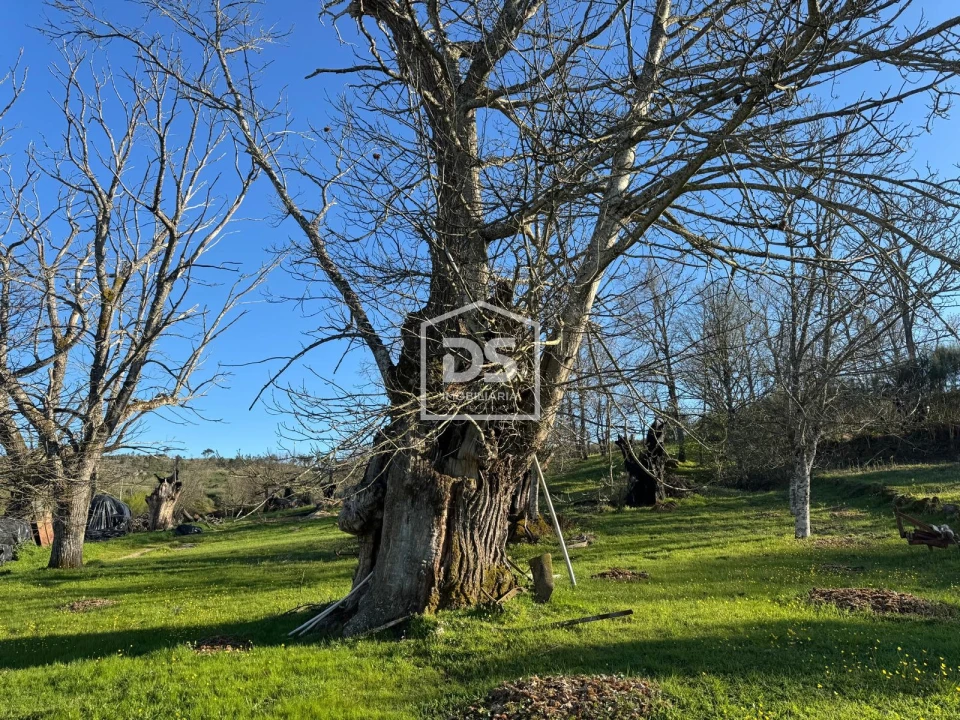Terreno Agricola ou Rústico para Venda em Panoias de Cima Foto 6
