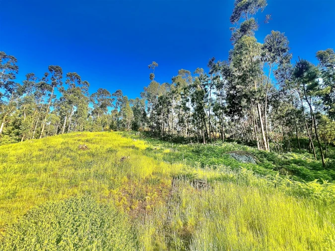 Terreno para Venda em Sobrado e Bairros Foto 6