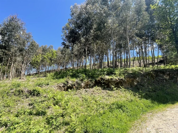 Terreno para Venda em Gouveia (São Pedro e São Julião) Foto 15