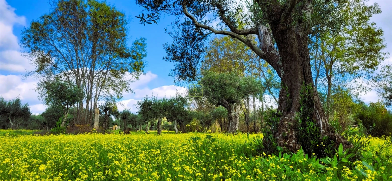 Terreno Agricola ou Rústico para Venda em Toulões Foto 3
