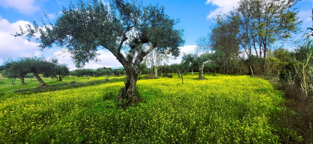 Terreno Agricola ou Rústico para Venda em Toulões Foto 8