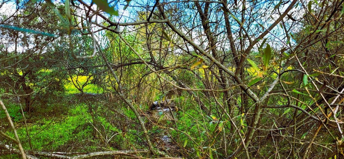 Terreno Agricola ou Rústico para Venda em Toulões Foto 10