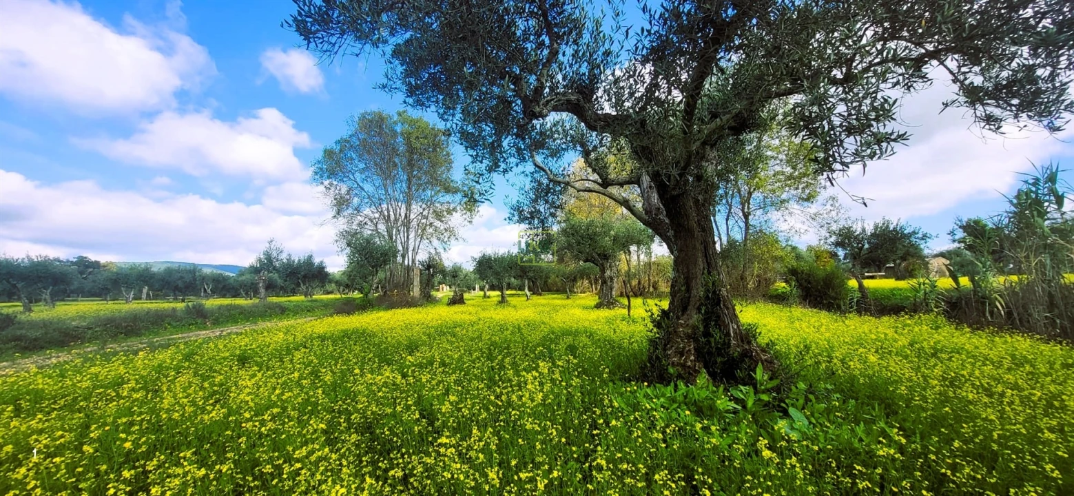 Terreno Agricola ou Rústico para Venda em Toulões Foto 5