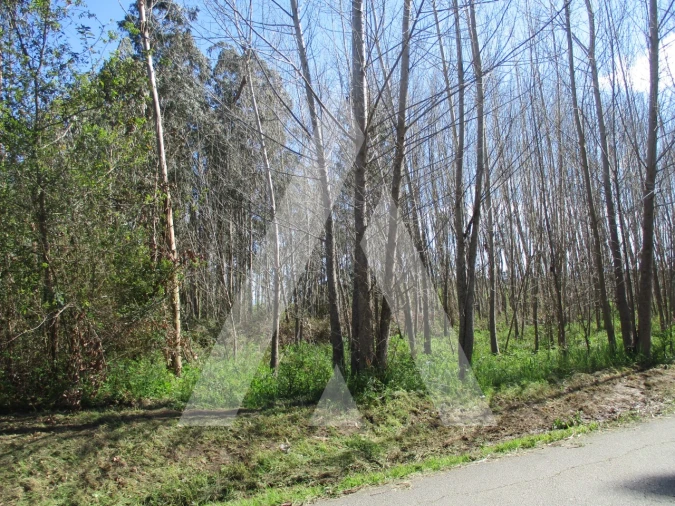 Terreno para Venda em Barrô e Aguada de Baixo Foto 7