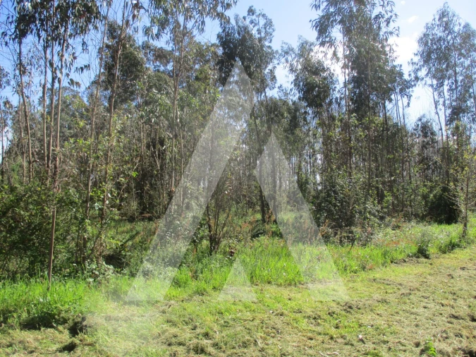 Terreno para Venda em Barrô e Aguada de Baixo Foto 8