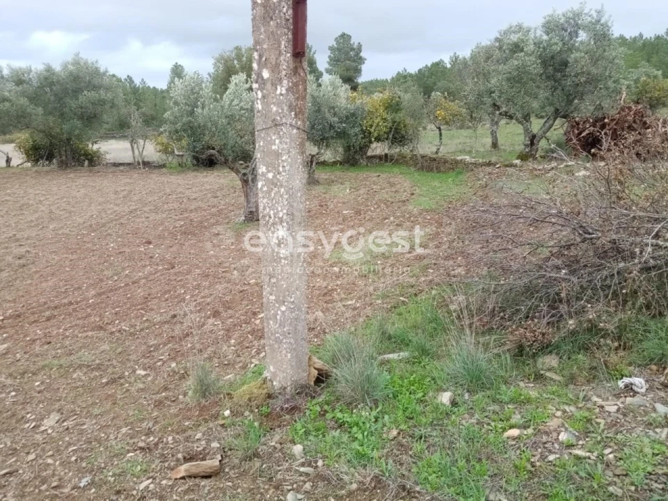 Terreno Agricola ou Rústico para Venda em Benquerenças Foto 6