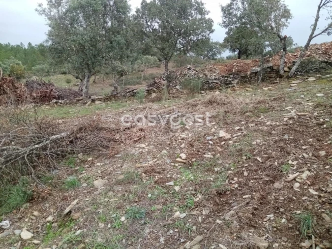 Terreno Agricola ou Rústico para Venda em Benquerenças Foto 4