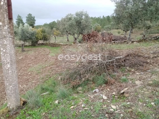 Terreno Agricola ou Rústico para Venda em Benquerenças Foto 5