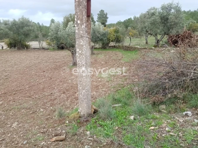 Terreno Agricola ou Rústico para Venda em Benquerenças Foto 6