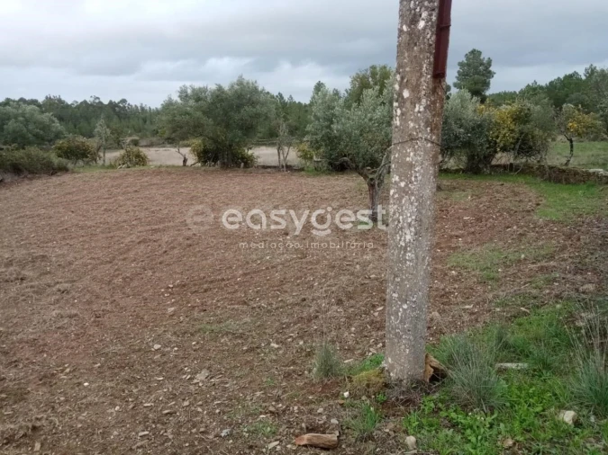 Terreno Agricola ou Rústico para Venda em Benquerenças Foto 10